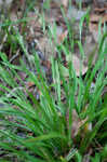 Gohlson's sedge